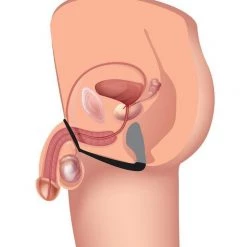 Vendor-unknown Explorer II Prostate Stimulator And Cock Ring